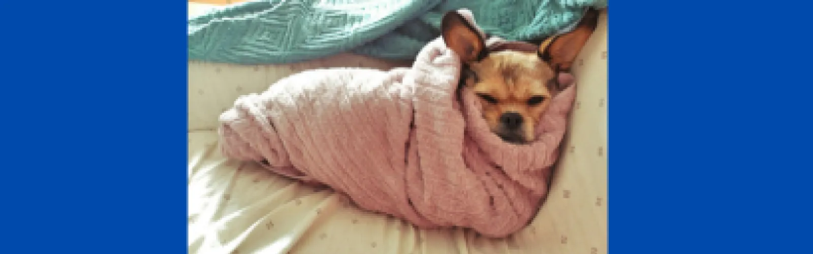 A dog wrapped in a pink blanket with its eyes closed
